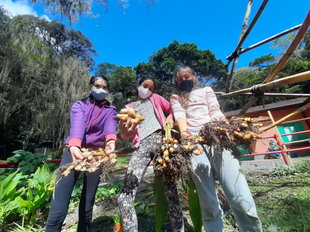 projeto gaia produção de raízes