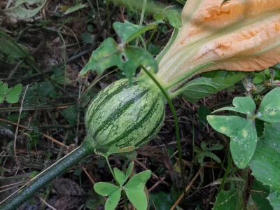 projeto gaia produção de abobrinha