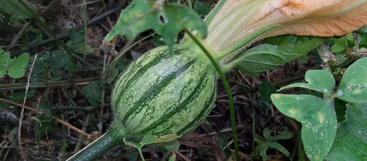 projeto gaia produção de abobrinha