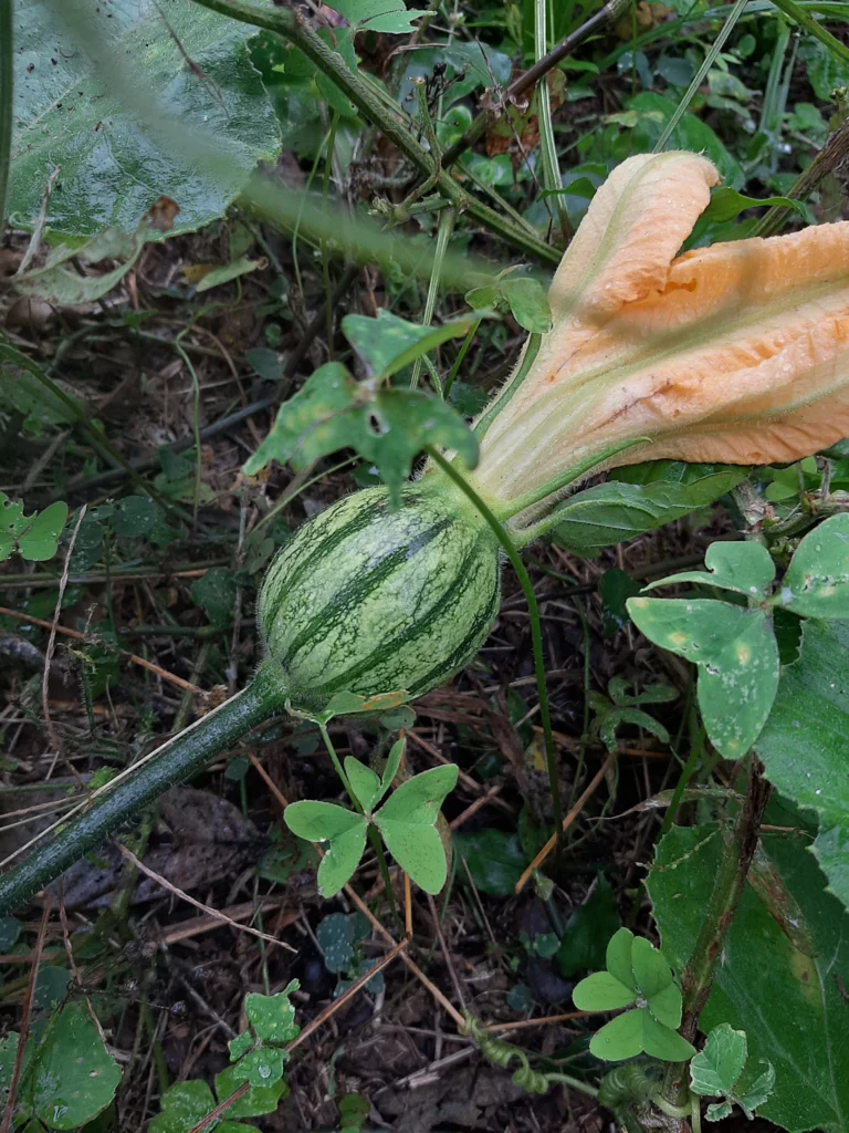 projeto gaia produção de abobrinha