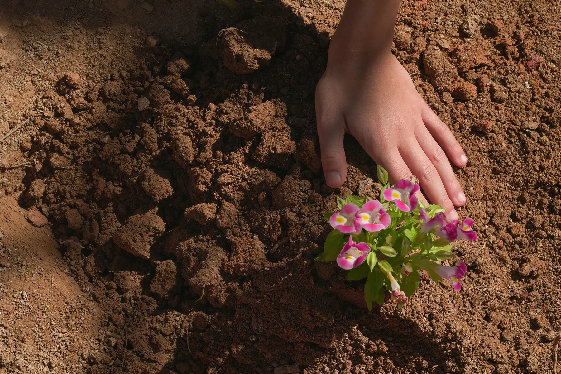 projeto gaia muda de flor